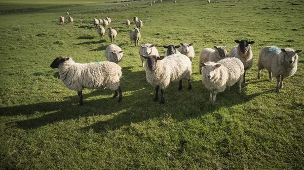 Stádo ovcí v jarním sluníčku v anglické zemědělské krajině la — Stock fotografie
