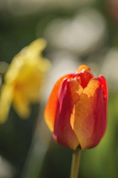 Hermoso tulipán colorido y narciso de cerca en primavera sunshin — Foto de Stock