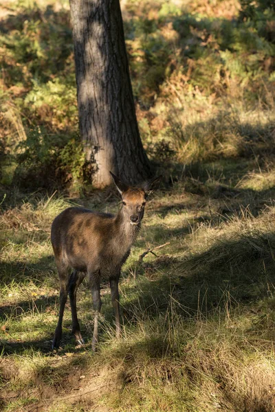 가을 숲 풍경 이미지에서 젊은 뒷 doe 붉은 사슴 — 스톡 사진