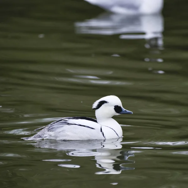 Hermoso retrato de pájaro pato Smew Megellus Albellus en el agua — Foto de Stock