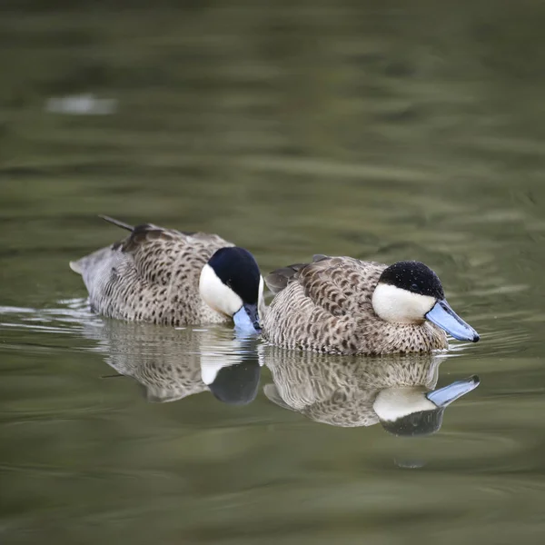 Schönes Porträt von puna teal anas puna duck bird on water in — Stockfoto