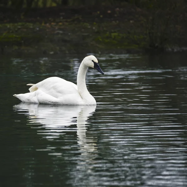 Eautiful portret trębacz Swan Cygnus policzkowy na wody i — Zdjęcie stockowe