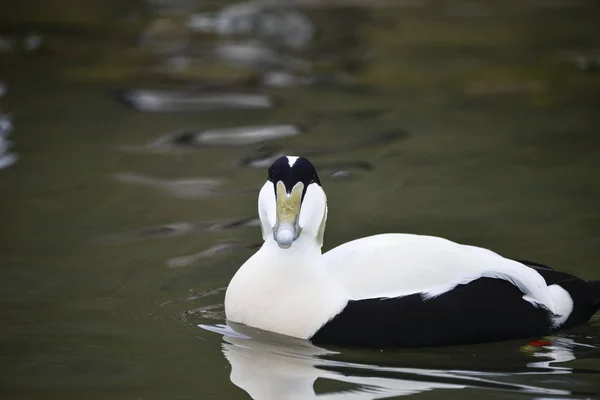 Porträt des Eiderenten-Vogels Somateria mollissima in Sprin — Stockfoto