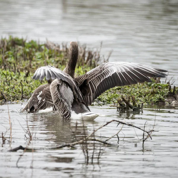 Springti 湖で羽をはばたかせる greylag ガチョウ オオヒシクイハイイロガン — ストック写真