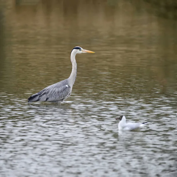 Hermosa presa Garza gris Ardea Cinerea vadeando en busca de fi — Foto de Stock