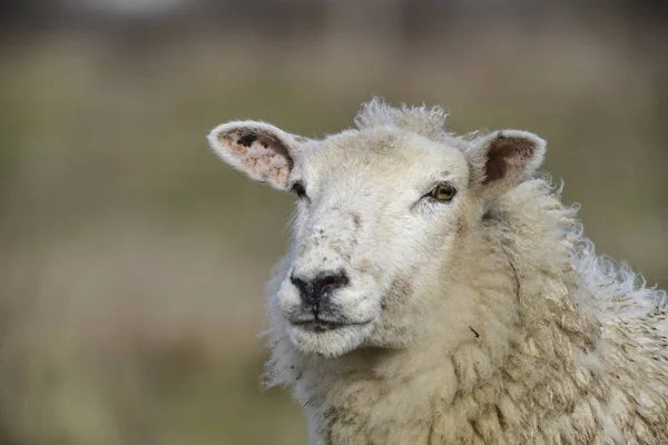 长外套长草在冬天的旷野上放牧绵羊 — 图库照片