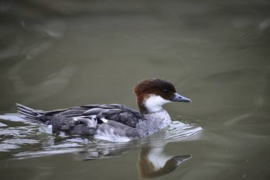 Smew ördek güzel portresi kuş Megellus Albellus su 