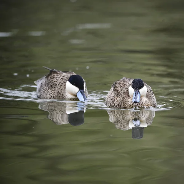 プナ ティール Anas プナ鴨鳥の水の上の美しい肖像画 — ストック写真