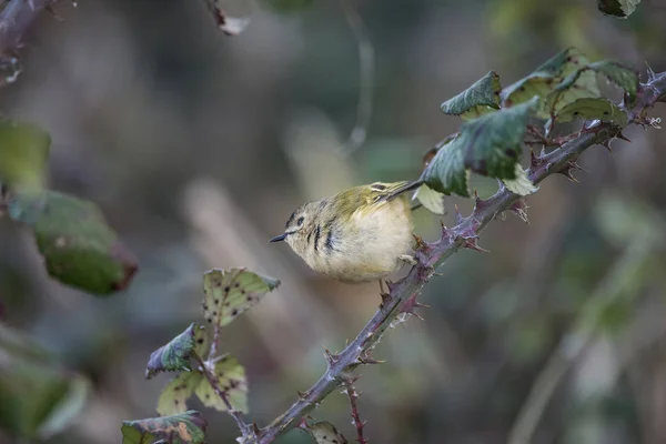 Linda minúscula fêmea Goldcrest Regukus Regulus pássaro empoleirado em — Fotografia de Stock