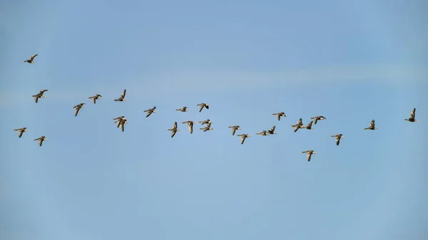Большое стадо серых гусей в ясном зимнем небе — стоковое фото