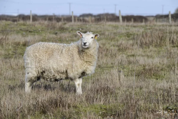 Moutons à pelage long pâturage sur herbe longue dans le champ d'hiver — Photo