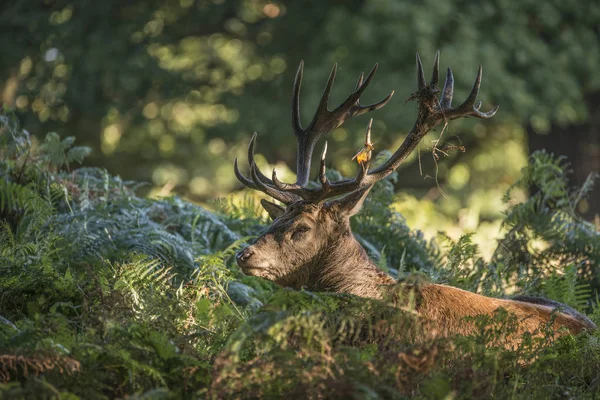 Majestoso poderoso veado vermelho Cervus Elaphus na floresta landsca — Fotografia de Stock