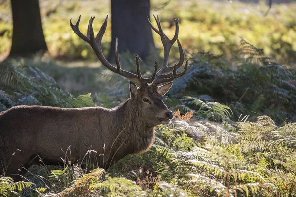 Fenséges erős gímszarvas legénybúcsúztatón Cervus Elaphus-erdei táj — Stock Fotó