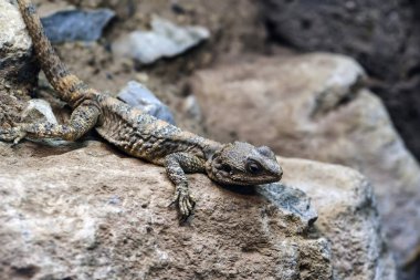 Güzel boyalı ejderha sürüngen Stellagama Stellio Brachydactyl