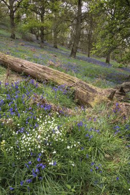 İngilizce cou blubell ormanda çarpıcı canlı manzara görüntü