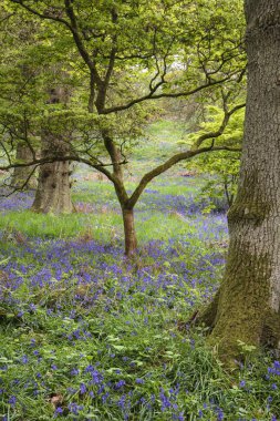 İngilizce cou blubell ormanda çarpıcı canlı manzara görüntü