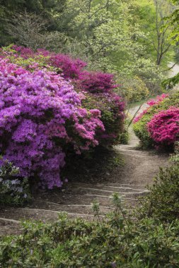 Azalea f tarafından patika kenarlığının güzel hareketli manzara resim