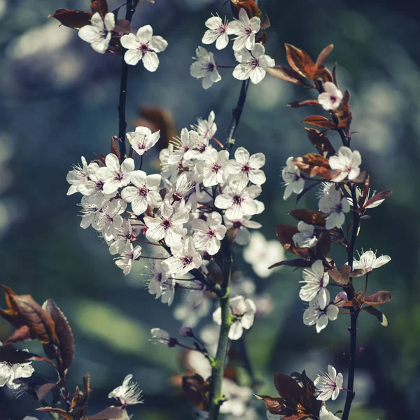 Piękne crossd przetwarzane japoński sakura wiosna blossom drzewo i — Zdjęcie stockowe