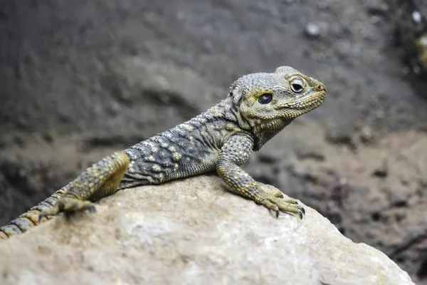 Beautiful Painted Dragon reptile Stellagama Stellio Brachydactyl — Stock Photo, Image