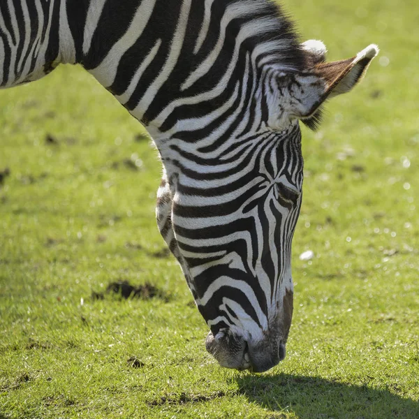 Zebra de Grevy encantadora Equus Grevyi pastando em clareira verde exuberante — Fotografia de Stock