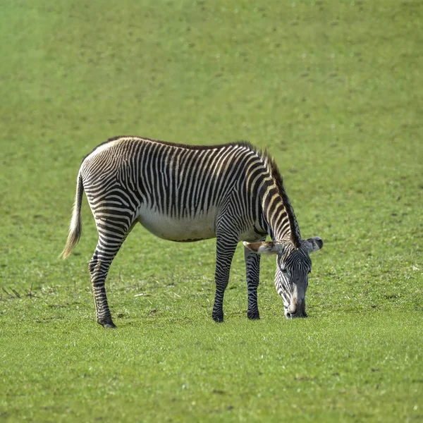 Zebra de Grevy encantadora Equus Grevyi pastando em clareira verde exuberante — Fotografia de Stock