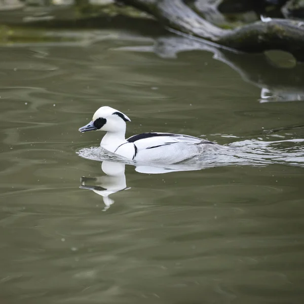 Schönes Porträt des Entenvogels megellus albellus auf dem Wasser — Stockfoto