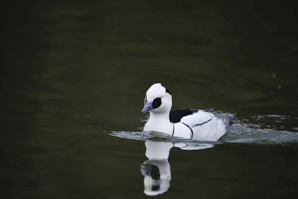 Kis bukó kacsa gyönyörű álló madár Megellus Albellus víz — Stock Fotó