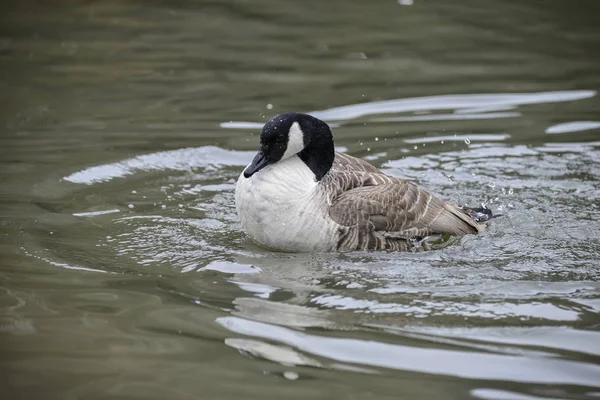 Canada Goose ranta Canadensis extiende sus alas y limpia i —  Fotos de Stock