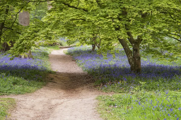 Wspaniały obraz żywy krajobraz lasów blubell w angielski cou — Zdjęcie stockowe