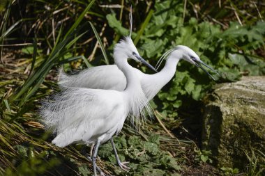 Lovely pair of Little Egret birds gretta garzetta on riverbank i clipart