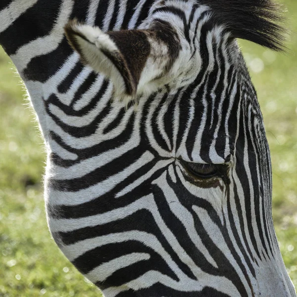 Beau Zèbre de Grevy Equus Grevyi pâturant dans une luxuriante clairière verte — Photo