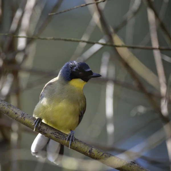 Szép élénk kék és sárga férfi Weaver madár a szövőmadárfélék (Ploceidae) — Stock Fotó