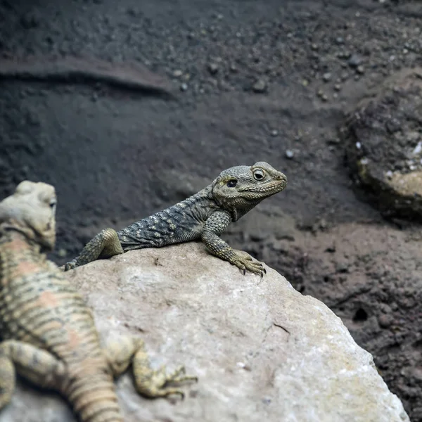 Hermoso reptil Dragón pintado Stellagama Stellio Brachydactyl —  Fotos de Stock