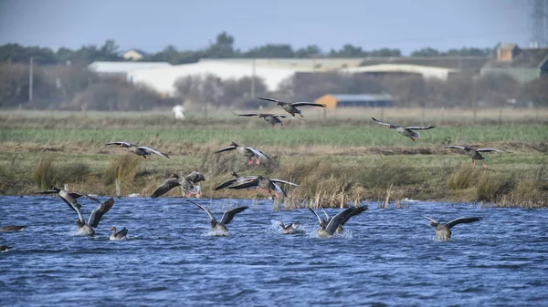 Large flock of greylag goose in clear Winter sky — Stock Photo, Image