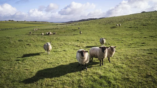 Gregge di pecore al sole di primavera nella campagna agricola inglese la — Foto Stock