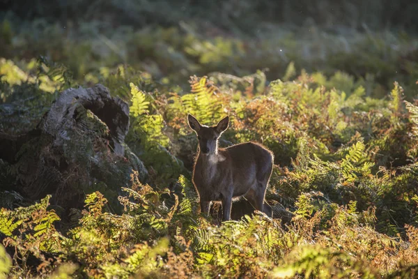 Fiatal hátsó doe gímszarvas alá őszi erdő táj kép — Stock Fotó