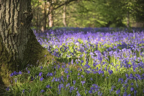 Impresionante imagen de paisaje vibrante de bosques de grasa en Inglés cou — Foto de Stock