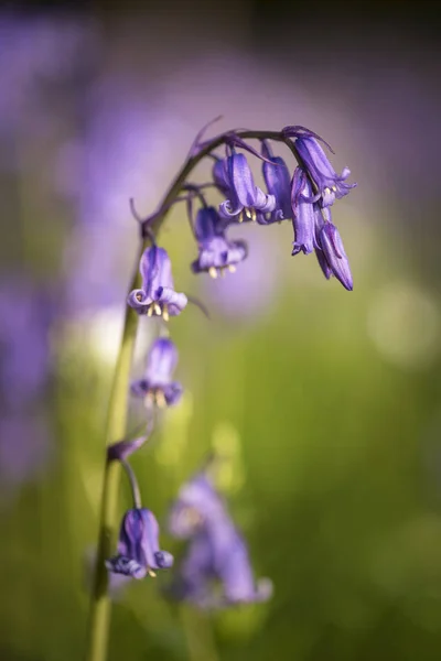 Приголомшливий краєвид яскраві зображення blubell лісу в Англійська cou — стокове фото