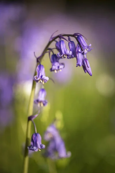 Wspaniały obraz żywy krajobraz lasów blubell w angielski cou — Zdjęcie stockowe