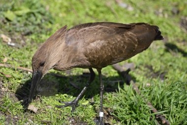 Hamerkop scopus umbretta kuş bahar nehir üzerinde güneş ışığı