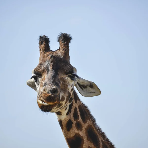 Portrait of African Giraffe Giraffa against blue sky background — Stock Photo, Image