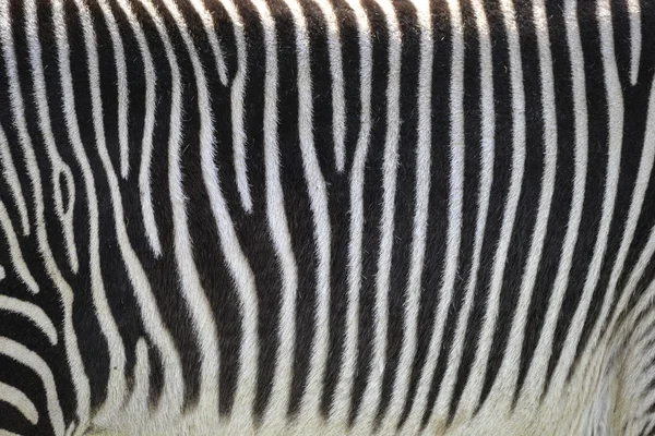 Zebra Equus Grevyi do Grevy encantador close-up de pele listrada — Fotografia de Stock