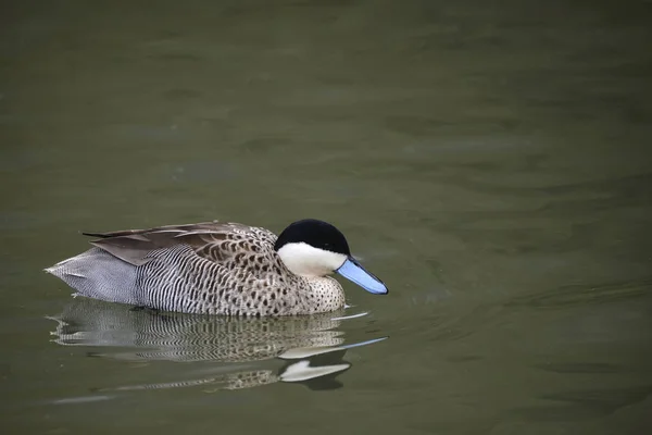 Schönes Porträt von puna teal anas puna duck bird on water in — Stockfoto