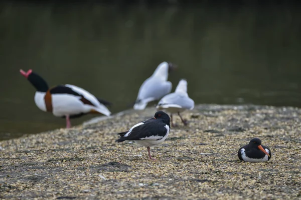 砂利のミヤコドリ シファ Ostralegus のペア島秀 — ストック写真