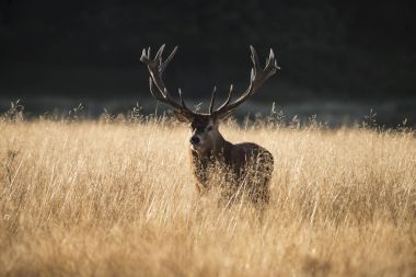 Açık grasss f böğürüyordu görkemli Kızıl geyik geyik cervus elaphus