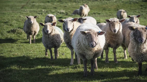 Schafherde in der Frühlingssonne auf dem englischen Bauernhof — Stockfoto