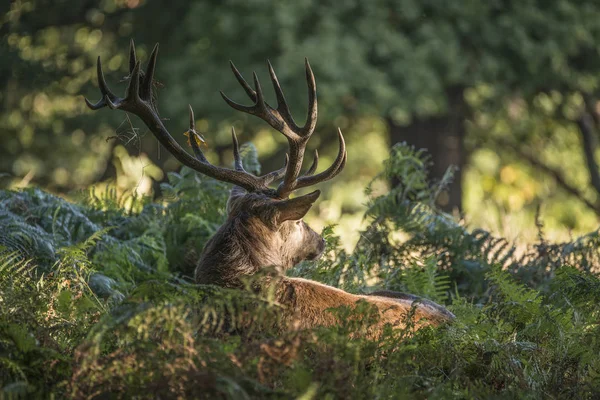 Μεγαλοπρεπή ισχυρό κόκκινο ελάφι Cervus Elaphus ελάφι στο δάσος τοπία πα — Φωτογραφία Αρχείου