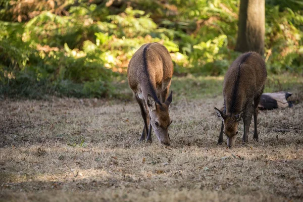 Piękne stada grupy rodziny red Deer stag cervus Michigan duri — Zdjęcie stockowe