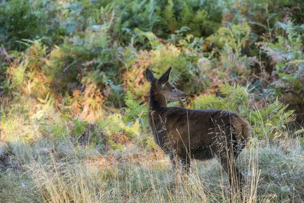 Jonge hind doe edelhert in Autumn Fall bos landschap afbeelding — Stockfoto