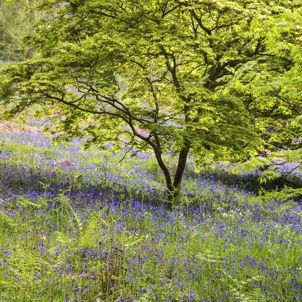 영어 기에 blubell 숲의 아름 다운 활기찬 풍경 이미지 — 스톡 사진